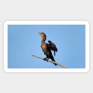 A Double-crested Cormorant On a Branch With Its Wings Spread Sticker